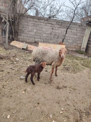 Qoyunlar, qoçlar: Məhsul: Qoyun və quzular Qoyun balası ilə satılır cəm 13 qoyun 13 — 9