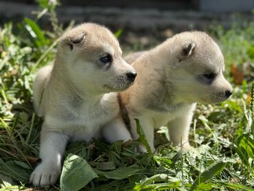 продам охотничью собаку: Хаски, 1 месяц, Самка