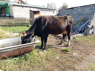 племенные коровы молочные купить: Продаю | Корова (самка) | Для молока | После отела — 3