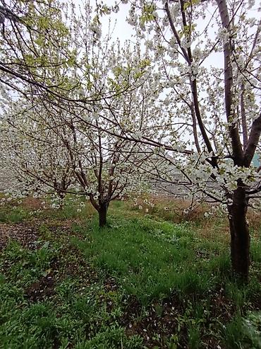 Слива: Саженцы плодовых деревьев (садовые Черешня кокон гилас 5штук Абрикос — 9