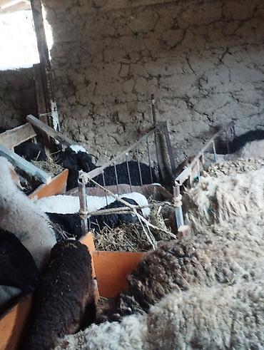 Баран, овца: Продаю | Овца (самка) | Полукровка | Для разведения | Матка — 9