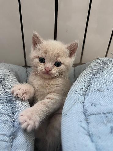 Pişiklər: Erkək, Dişi, Yaxşı əllərə, Ünvandan götürmə, Pulsuz çatdırılma, Ödənişli çatdırılma — 2