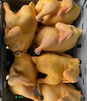 Бройлер: Продаю мясо бройлера тушки жёлтые кормлю кукурузой только оптом вес от — 1