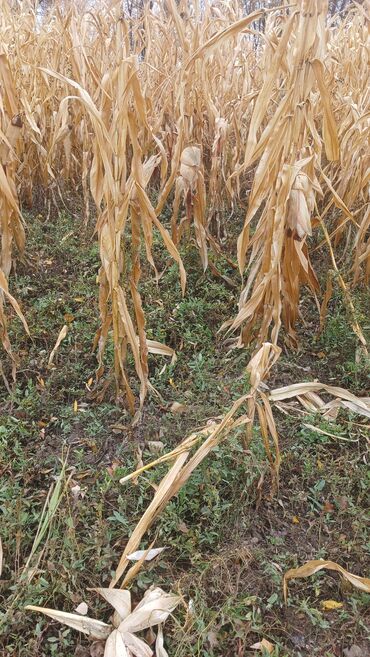 ит итер ош: Корма для с/х животных