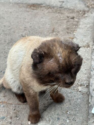 зоомагазин в оше: По просьбе ⬇️⬇️⬇️ Бишкек Пожалуйста 🙏🏻 помогите этому котику. Живу