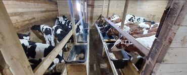 продаю музоо торпок корова самка бык самец айрширская ангус алатауская на забой для разведения на откорм племенные нетель привязанные: Сатам | Уй (ургаачы), Бука (эркек), Кунаажын | Бордоп семиртүү үчүн, Союуга, Көбөйтүү үчүн