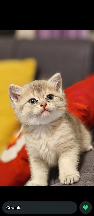 Pişiklər: Britan, Erkək, Dişi, Yaxşı əllərə, Ünvandan götürmə, Ödənişli çatdırılma — 3