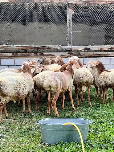 шотландский кошки: Продаю | Баран (самец) | Для разведения — 7