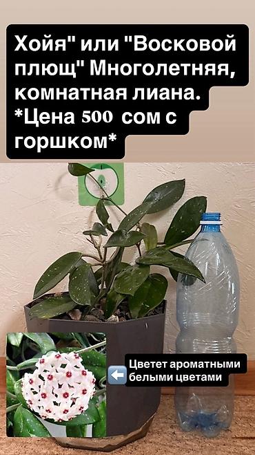 бумажная лоза: Хойя (восковой плющ) — многолетняя комнатная лиана. - Компактное — 1