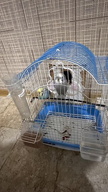qus adlari: Dalmatin (boz-ağ) və sarı-yaşıl rəngli iki dalğıç papuqay (budgerigar) — 2