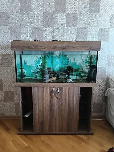 Akvariumlar: Akvarium-şkaf, Balıqlarla birlikdə, 200 l — 1
