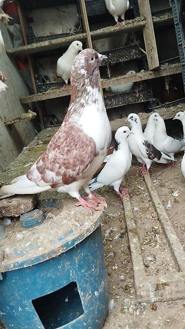 Cutu 25 azn ag maya ve ag dow erkek.cutduler Təsvir: - Şəkillərdə
