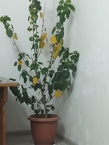 gullərin topdan satisi: Məhsul: Çin qızılgülü (Hibiskus), böyük ölçülü saksı bitkisi - Bitki — 1