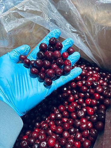 бак 200: 🍒 СРОЧНО ПРОДАЁТСЯ ВИШНЯ С КОСТОЧКОЙ! ❄️ Замороженная вишня высокого — 4