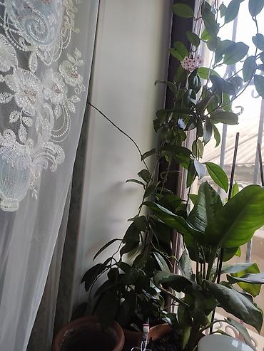 hoya gulu: Məhsul: Hoya carnosa (Vaksliyan/Vax gülü) – çiçəkli, sarmaşıq tipli — 2