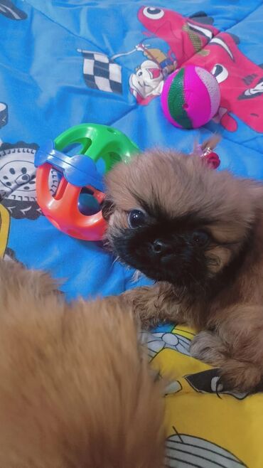 İtlər: Pekines, 4 ay, Erkek, Peyvəndli, Ünvandan götürmə