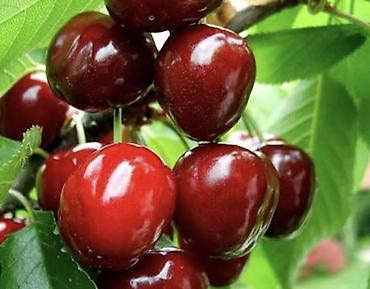 Груша: Плодовые деревья колоновидные яблонигруши персики at lalafo.kg — 10 Груша: Плодовые деревья колоновидные яблонигруши персики — 10