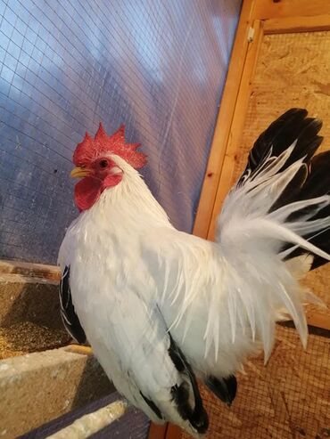 Куры, петухи: Продаю | Петух, Куры — 8