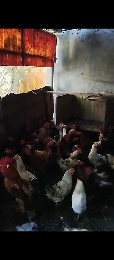 barter xoruz: Məhsul: 40 toyuq 15 xoruz çəkiləri balacalar 1.700-2 kilo arası — 3