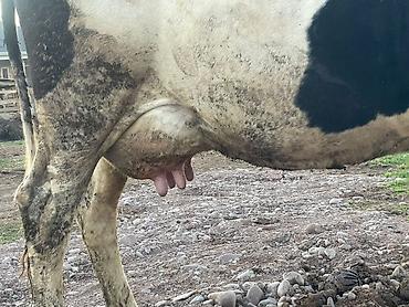 Коровы, быки: Продаю | Корова (самка) | Для молока — 4