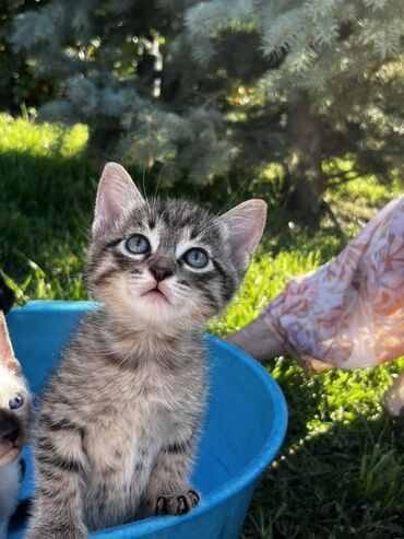египетская кошка сфинкс: Котята ищут любящих хозяев Мама Донской сфинкс браш, папа остается