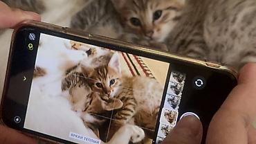 kitten: Отдам в добрые руки котят 🥰 Возраст: 2 месяца Шёрстка — 2