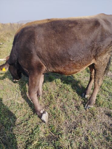 охотничий собака: Сатам | Уй (ургаачы) | Сүт алуу үчүн