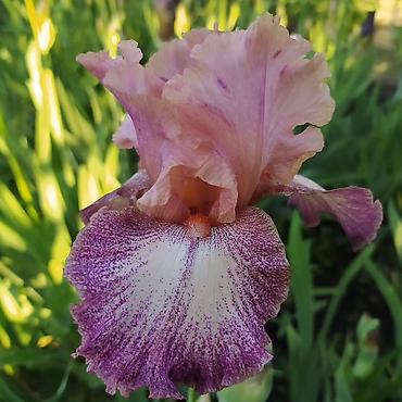 Другие садовые цветы и кустарники: В продаже саженцы сортовых ирисов из личной коллекции Все фото мои! at lalafo.kg — 2 Другие садовые цветы и кустарники: В продаже саженцы сортовых ирисов из личной коллекции Все фото мои! — 2