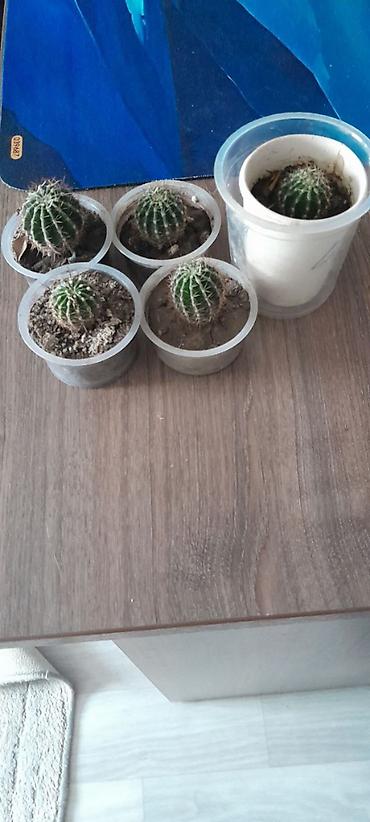Кактусы: Набор небольших кактусов (больше 6 шт.) в индивидуальных пластиковых — 4