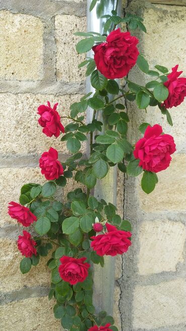 Şitillər: Məhsul: Bağ bitkiləri və meyvə fidanları seçimi - Hibiskus (Rose of — 69