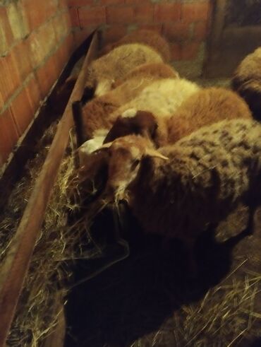 Quzu: 7disi 1erket 270 manat reyal alıcıya endirim olacaq .Fikri ciddi olan — 5