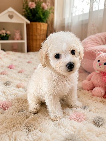 ingilis setter it cinsi: Malta bolonka, 1 ay, Erkək — 3