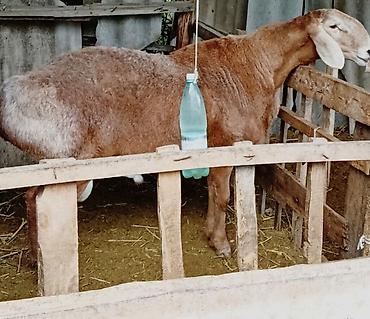 купить петуха брама: Продаю | Баран (самец) | Для разведения | Осеменитель — 1