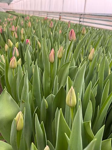 Цветы и букеты: Тюльпаны тепличного выращивания — срезка и срезочные бутоны - — 4