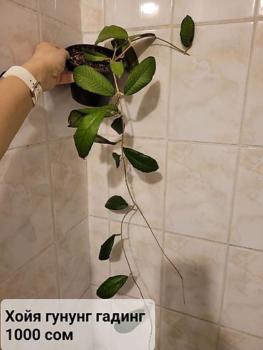 Хойи: Взрослые сортовые хойи
Цена, название и подробности на фото — 7