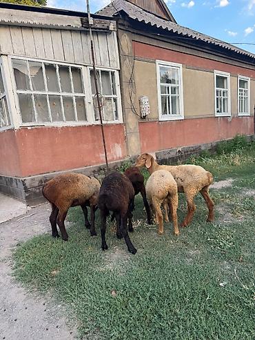 Баран, овца: Продаю | Ягненок | На забой — 14