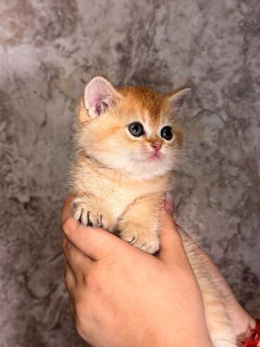 дома для кошек: Британ кыска жүндүү, 2 айлык, Эркек, Алтын шиншилла, Лотокко барууга үйрөтүлгөн, Курттардан тазаланган, Эмделген