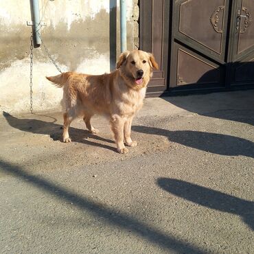 İtlər: Retriever, 11 ay, Erkek, Peyvəndli