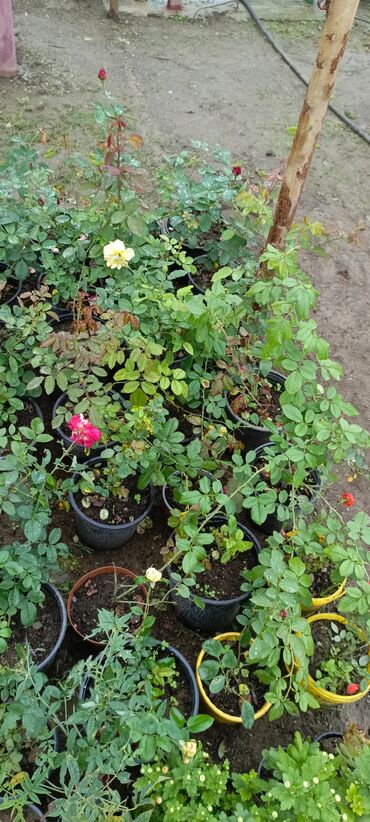 Otaq bitkiləri: Müxtəlif növ güllər satışdadır. Birinci şəkildə yarpaqları yaşıl və — 6