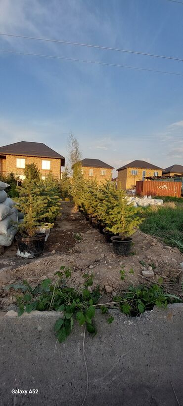 Декоративные деревья: Саженцы деревьев: Ели, Платная доставка — 7