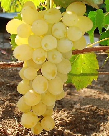 Виноград: Виноград В розницу — 7