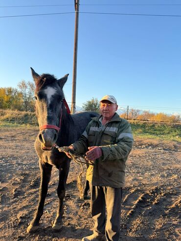 купить рабочую охотничью собаку: Продаю | Жеребенок | Рабочий