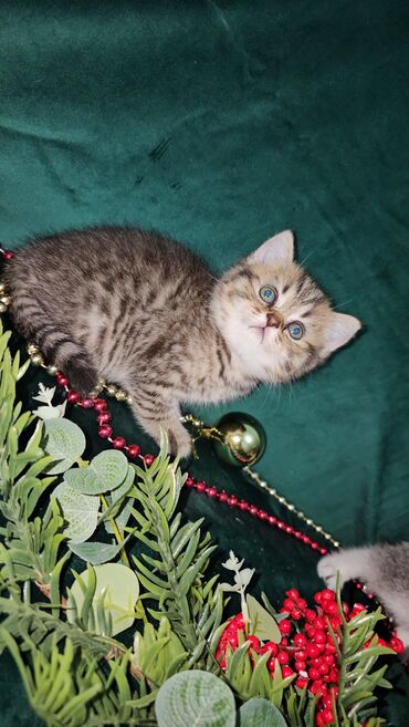 Pişiklər: Şotland, Ünvandan götürmə — 4