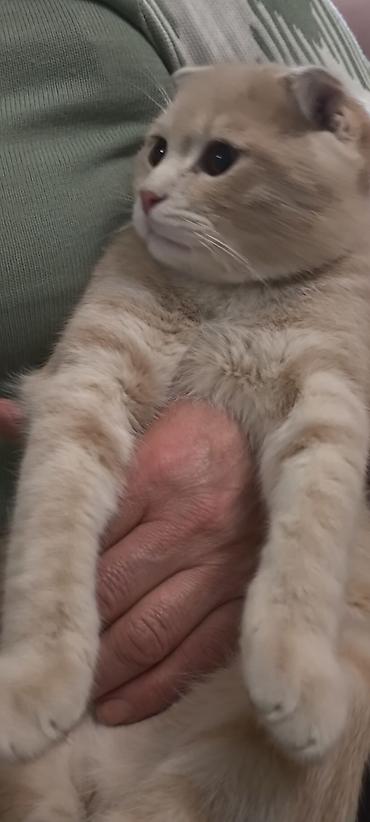 Pişiklər: Şotland — 8