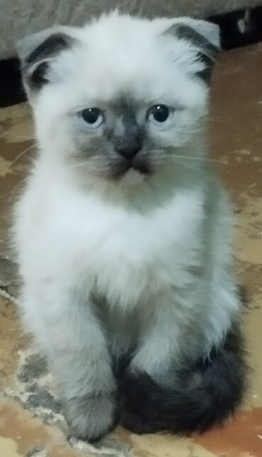Продажа кошек: ! КОТЯТА! В ПРОДАЖЕ ШОТЛАНДСКИЕ КОТЯТА, СКОТТИШ ФОЛД И СКОТТИШ