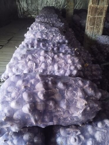 Чеснок: Чеснок Самовывоз — 18