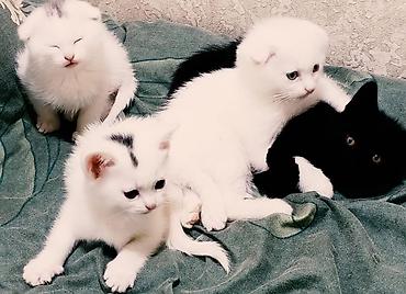 Кошки: Məhsul: Pişik balaları Təsvir: - Şirin pişik balaları müxtəlif rəng — 1