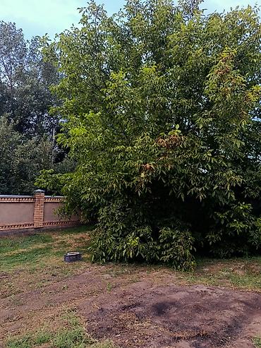 Другой готовый бизнес: 🏠🌿Срочно продаю Большой дом🏠 г.Бишкек,Первомайский район ж/м Ак- — 15