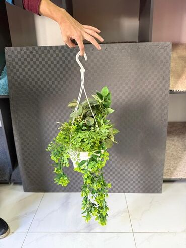 Otaq bitkiləri: Asma saksıda dekorativ yaşıl bitki - Ağ rəngli asma plastik saksı -da lalafo.az — 30 Otaq bitkiləri: Asma saksıda dekorativ yaşıl bitki - Ağ rəngli asma plastik saksı — 30