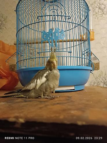 Tutuquşları: Təzə yemə düşmüş 39 günlük korela balası Sağlamdır öz quşlarımın — 9